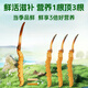 Zangqingyuan [First stubble fresh grass in 2025] Fresh Cordyceps sinensis, fresh Cordyceps in the first stage, fresh grass selection gift box, fresh grass 1.3g/root, 50 roots
