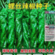 Four Seasons Planting Extra Large Spicy Pepper Thin-Skinned Spicy Chili Seeds Hangzhou Pepper Garden Potted Seasonal Vegetables Spicy Big Fruit Spicy Pepper Seeds New Species Selected 205 7WQ