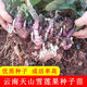 Yunnan Tianshan yacon seedlings are now dug, yellow-heart high-yielding seeds are sprouted, and red-heart yacon bulb seeds are 5 Jin Jin equal to 0.5 kg. Selected seedlings can be planted directly.