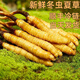 Fresh Cordyceps sinensis in the first period 2025 first stubble fine fresh Cordyceps is now dug. SF Express cold chain shipped for self-use on the same day. Tibet Nagqu fresh grass is 0.5-0.6 grams each. 20 pieces of 20 pieces