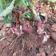 Yunnan Tianshan yacon seedlings are now dug, yellow-heart high-yielding seeds are sprouted, and red-heart yacon bulb seeds are 5 Jin Jin equal to 0.5 kg. Selected seedlings can be planted directly.