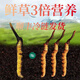 Fresh Cordyceps sinensis in the first period 2025 first stubble fine fresh Cordyceps is now dug. SF Express cold chain shipped for self-use on the same day. Tibet Nagqu fresh grass is 0.5-0.6 grams each. 20 pieces of 20 pieces