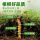 源江草新鲜冬虫夏草 2025新鲜虫草 滋补营养品 大号断草-50克