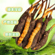 2025 Cordyceps frais Sinensis Time supérieur sélectionné Cordyceps frais SF Express Chaîne froide Origine droite CHEAUX GRANDE GROUPE FRÈS. Chaque cordyceps frais du Tibet a 0,6 gramme de 30 morceaux de 30 pièces