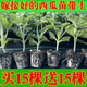 Watermelon seedlings grafted 8424 Extra Sweet Kirin Super Sweet Seedless Midu Watermelon Seedlings Potted Planting Watermelon Seedlings 2K Buy 4+2 (Real Harvest 6) + Fertilizer
