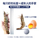 Mr. Fishman's domestically produced live frozen black tiger shrimp, net weight 1.8 Jin, equal to 0.5 kg, 36-45 pieces, salt-frozen single-frozen fresh shrimp, barbecue prawns