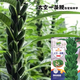 Space One Whip White Sesame Seeds Resistant to Repeated Cropping, High Oil and High Yield Sesame Seeds Dwarf Stem Capsules Eight-Ringed Field Harvest Space One Whip Sesame Seeds Original 100g 1 Bag