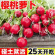 Qizhe Fruit Cherry Radish Seed Collection for Four Seasons Sowing White Radish and Carrot Seeds Balcony Potted Vegetable Seeds Fruit Cherry Radish Seeds 1 pack/300 capsules