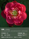 Miniature bol semis de lotus Lotus Plantes hydroponiques Lotus Small Lotus Se semis racine tige Lotus Whip Se semis de jardin Potted Naked Lotus Xiaochun [Small] 8-15cm