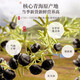 Fudonghai Black fruit wolfberry 400g/can nourishes the liver and kidneys, improves the eyes, deficiency of blood and essence, pain in the waist and knees, dizziness and tinnitus, impotence and sperm, diabetes, blood deficiency and sallowness, dark eyes