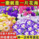 Lisianthus Flower Seeds Thornless Rose Seeds Indoor and Outdoor Flower Seeds Mixed Color Flower Seeds for Four Seasons Sowing Romantic Sea of Flowers Mixed Color Lisianthus Seeds New Seeds of the Season 3 Packs of Approximately 928 Capsules Blooming in All Seasons