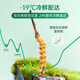 Purple and blue flowers sea fresh Cordyceps sinensis first stubble Cordyceps gift box for self-use 0.5-0.6g/root 50