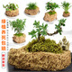 Stone flowerpot absorbent stone water stone original stone natural flowerpot with asparagus bamboo and calamus succulent plant micro landscape pot 13-17cm stone pot + tiger beard calamus package 2