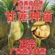 Guangxi Golden Fruit Sugarcane, yellow-skinned sugarcane seedlings, crispy, sweet, green-skinned sugarcane tails, fresh thin skin, 10 yellow-skinned sugarcane tails/3-5 spores each