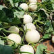 Qizhe Super Sweet White Sugar Melon Seed Super Sweet Early Melon Ripe Seed White Honey Melon Can High Yield Sweet Sugar Melon Seed Fruit All Seasons White Sugar Honey Melon Seed Trial Pack 5