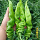 Four Seasons Planting Extra Large Spicy Pepper Thin-Skinned Spicy Chili Seeds Hangzhou Pepper Garden Potted Seasonal Vegetables Spicy Big Fruit Spicy Pepper Seeds New Species Selected 205 7WQ