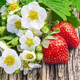 Family balcony potted plants for four seasons, creamy red strawberry seeds, large strawberry seeds, white strawberry fruit seeds, four seasons creamy red strawberry seeds, 3 packs