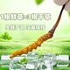 2025 Cordyceps frais Sinensis Time supérieur sélectionné Cordyceps frais SF Express Chaîne froide Origine droite CHEAUX GRANDE GROUPE FRÈS. Chaque cordyceps frais du Tibet a 0,6 gramme de 30 morceaux de 30 pièces