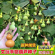 Hand-twisted small gourd seeds, ornamental potted plants for four seasons, special small-twisted seeds, 3-7 cm hand-twisted small gourd seeds, hand-selected, about 27 seeds - easy to plant