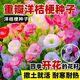 Lisianthus Flower Seeds Thornless Rose Seeds Indoor and Outdoor Flower Seeds Mixed Color Flower Seeds for Four Seasons Sowing Romantic Sea of Flowers Mixed Color Lisianthus Seeds New Seeds of the Season 3 Packs of Approximately 928 Capsules Blooming in All Seasons