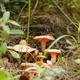 
The yield of pine mushrooms in Yunnan is higher than that of mushroom mushrooms and mushrooms. Pine mushrooms can be grown in flower pots. The new season's high-yield yellow pine mushrooms are produced. 678 mushroom strains are produced repeatedly + planting instructions