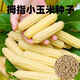 Qizhe Xishuangbanna Xiangnuo Thumb Corn Seeds Yunnan Thumb Corn Seeds Milk Finger Seeds Complete Collection New Seeds 1 Pack About 50 Grains +