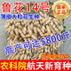 Shandong Academy of Agricultural Sciences peanut seed excellent variety Luhua No. 14 large early-maturing drought-resistant shelled original seed Agricultural Science Direct* original seed Luhua No. 14-3Jin Jin is equal to 0.5 kg