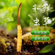 鹿章堂2025新鲜冬虫夏草头茬虫草顺丰冷链产地直发精选新鲜大草 西藏鲜虫草每条0.8克30条装