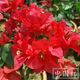 1,158 people have praised the bougainvillea seeds that bloom frequently in all seasons and are authentic Brazilian rare varieties of climbing vines with three double petals. Angus bougainvillea seeds 20 capsules