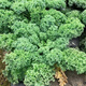 Kale seeds, cold-resistant edible olives on the balcony, easy to grow potted vegetable seeds in the field, kale seeds, a good choice for new species, 1 pack of about 200 capsules