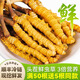 藏姑娘特级新鲜冬虫夏草藏区野外虫草礼盒装正品节日礼品送父母长辈领导 【鲜虫草0.7克左右/根】20根