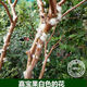 Jiabao Fruit Seedlings Sabah Jiabao Fruit Seedlings Grape Fruit Seedlings with Soil and Leaves Dongguan 13-year-old store 7-year-old tree Sabah 6173 141cm (inclusive)-170cm (inclusive)
