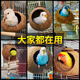 Runhuanian coconut shell bird's nest, tiger skin, peony, black bird, parrot, bird's nest, pet warm straw braid, large raw material screw type