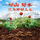 Пекин Тонгрентанг качество unnan wenshan panax notoginseng powder 18 -футового ноги специально Pure panax superfine powder tian Qi порошок 250 г/банки 500 г два банки 500 г в полном подарочном пакете