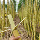 Fruit golden sugarcane seedling seeds planted in the north and south, sugarcane seedlings with buds, Guangxi yellow-skinned sugarcane seeds, 5 soft and sweet golden sugarcane seedlings, 3-4 buds each