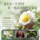 谜草集山茶花洗发水氨基酸除螨控油去屑止痒蓬松洗头膏露男女大瓶1200ml