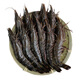 Tuoshi Thai Live Frozen Black Tiger Prawns 250g (about 12-15 pieces)