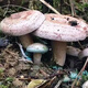 
The yield of pine mushrooms in Yunnan is higher than that of mushroom mushrooms and mushrooms. Pine mushrooms can be grown in flower pots. The new season's high-yield yellow pine mushrooms are produced. 678 mushroom strains are produced repeatedly + planting instructions
