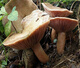 
The yield of pine mushrooms in Yunnan is higher than that of mushroom mushrooms and mushrooms. Pine mushrooms can be grown in flower pots. The new season's high-yield yellow pine mushrooms are produced. 678 mushroom strains are produced repeatedly + planting instructions