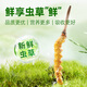 源江草新鲜冬虫夏草 2025新鲜虫草 滋补营养品 大号断草-50克