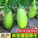 Shop Green Canned Eggplant Seeds Four Seasons Vegetables Green Eggplant Green Skin Cold-resistant Spring and Autumn Vegetables Green Round Eggplant Seeds Selected New Seeds 1 Pack of Approximately 188 Seeds Easy to Plant
