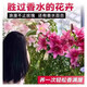Perfume lily bulbs with buds bloom all year round, indoor and outdoor balcony multi-headed lilies are cold-resistant and easy to grow, mixed colors, shipped with buds, 5 balls (cheaper)