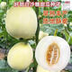 Qizhe Super Sweet White Sugar Melon Seed Super Sweet Early Melon Ripe Seed White Honey Melon Can High Yield Sweet Sugar Melon Seed Fruit All Seasons White Sugar Honey Melon Seed Trial Pack 5