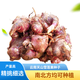 Yunnan Tianshan yacon seedlings are now dug, yellow-heart high-yielding seeds are sprouted, and red-heart yacon bulb seeds are 5 Jin Jin equal to 0.5 kg. Selected seedlings can be planted directly.