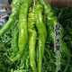 Four Seasons Planting Extra Large Spicy Pepper Thin-Skinned Spicy Chili Seeds Hangzhou Pepper Garden Potted Seasonal Vegetables Spicy Big Fruit Spicy Pepper Seeds New Species Selected 205 7WQ