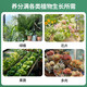 Plant nutrient solution universal household potted money tree rich bamboo green dill hydroponic flower green plant vegetable fertilizer universal nutrient solution 500ml 2 bottles