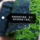 Simulated fake moss landscaping moss green lawn photography bonsai environment decoration diy artificial turf flocking original ecological wave style 30 cm * 30 cm