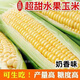 Sweet and crispy fruit corn big sticks, early maturing, fragrant and super sweet corn, eaten raw in the field for all seasons, high quality fruit corn seeds, newly planted in season - 2 packs, about 102 seeds