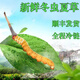 2025 frischer Cordyceps Kopfperiode Authentische frische Cordyceps -Auswahl an frischem Gras und Gras SF Express Kaltkette Produktion Direktes Haar. Jeder tibetische frische Cordyceps ist 1,6-1,8 Gramm und 10 Stücke 10 Stücke