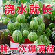 Qizhe Super Sweet Kirin Honey Pot Thin-skinned Small Watermelon Seedless Small Watermelon Seasonal Planting Balcony Courtyard Potted Fruit Seeds This Year's New Plant Potted Watermelon Seeds 1 Pack